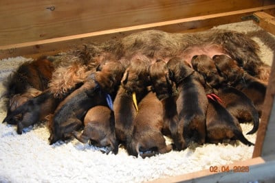 Les chiots de Teckel poil dur