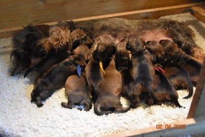 Les chiots de Teckel poil dur