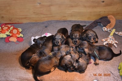 Les chiots de Teckel poil dur