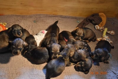 Les chiots de Teckel poil dur