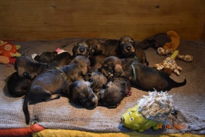 Les chiots de Teckel poil dur