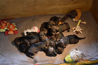 Les chiots de Teckel poil dur