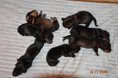 Les chiots de Teckel poil dur