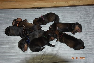 Les chiots de Teckel poil dur