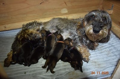 Les chiots de Teckel poil dur