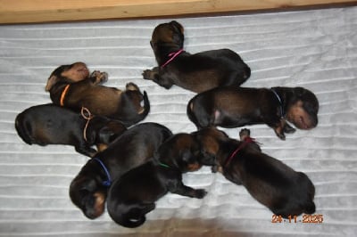 Les chiots de Teckel poil dur