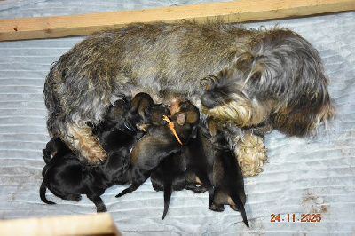 Les chiots de Teckel poil dur