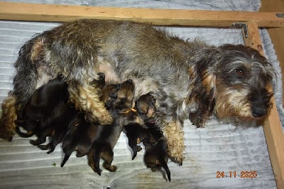 Les chiots de Teckel poil dur