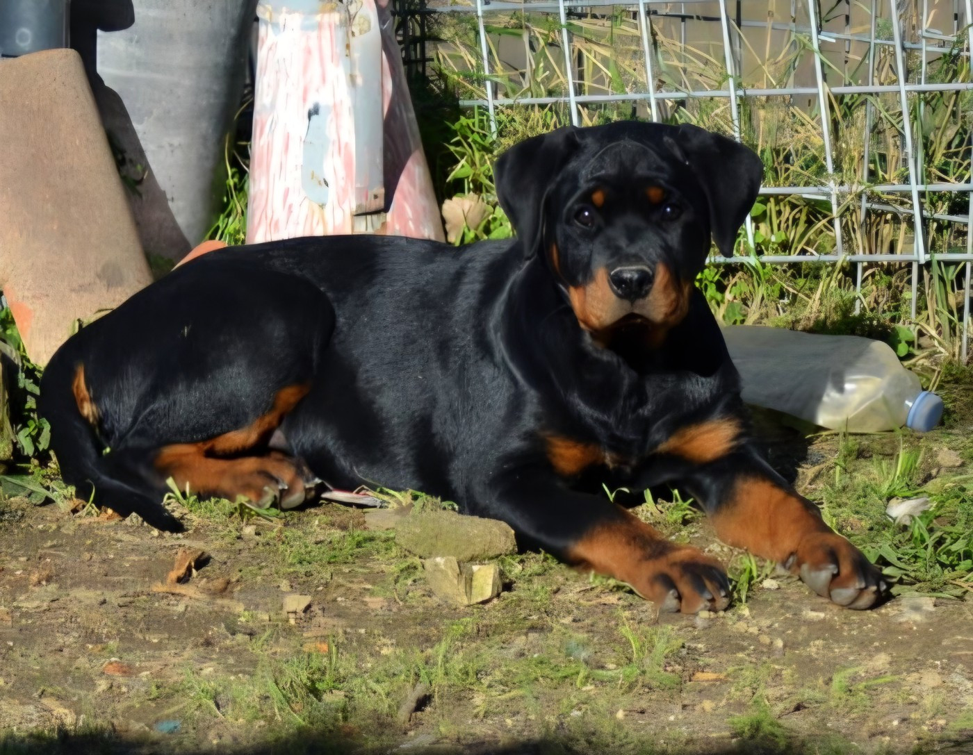 CHIOT - Rottweiler