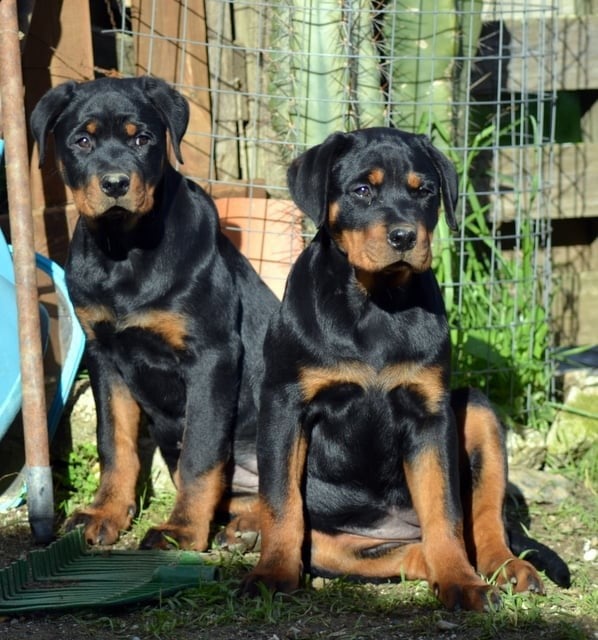 CHIOT - Rottweiler