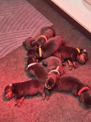 Les chiots de Rottweiler