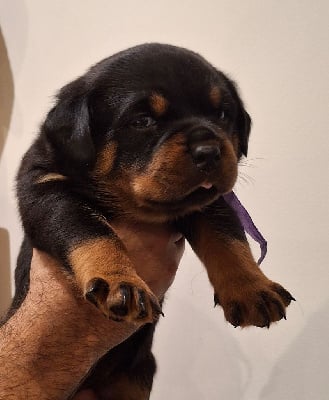 CHIOT - Rottweiler