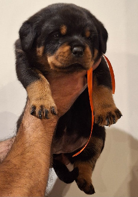 Les chiots de Rottweiler