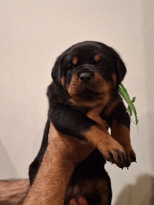 Rottweiler