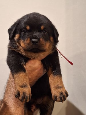 CHIOT - Rottweiler
