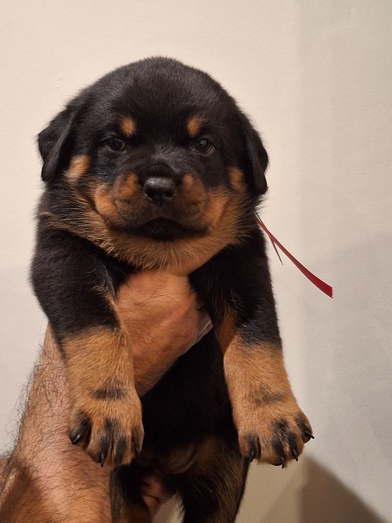 CHIOT - Rottweiler