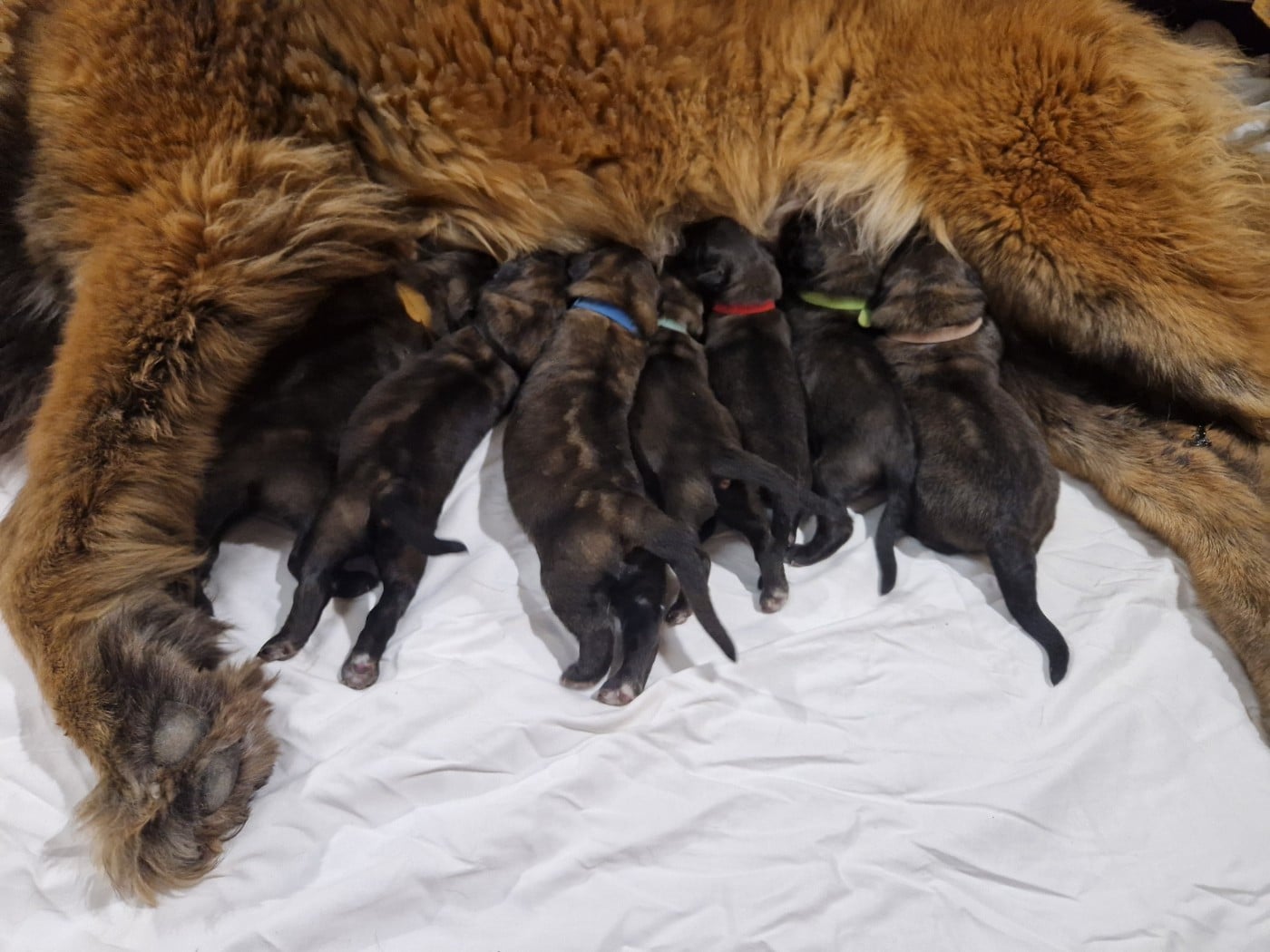 CHIOT 4 - Leonberger