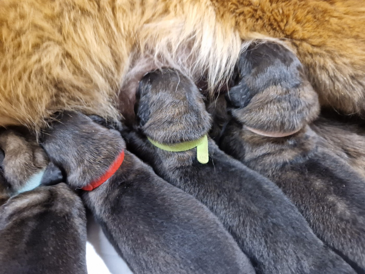 CHIOT 5 - Leonberger