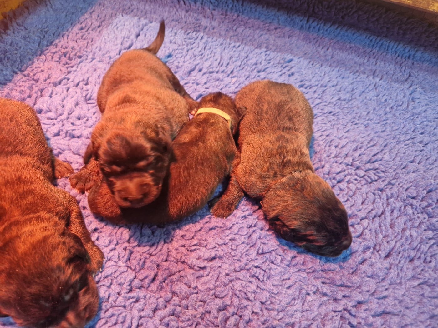 CHIOT 6 - Leonberger