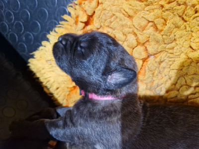 Les chiots de Leonberger