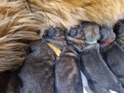 Les chiots de Leonberger