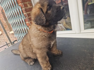 Les chiots de Leonberger
