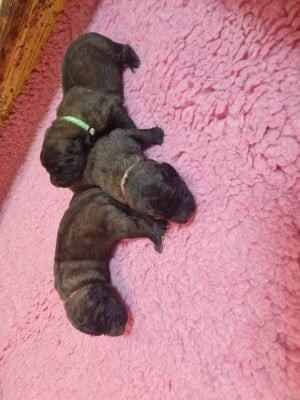 CHIOT 3 - Leonberger