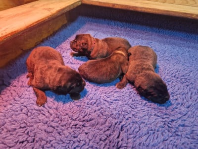 CHIOT 4 - Leonberger