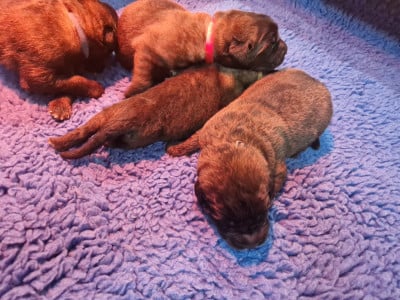 CHIOT 5 - Leonberger