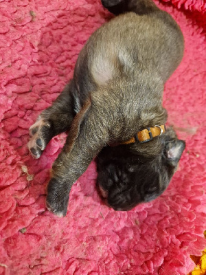 Les chiots de Leonberger