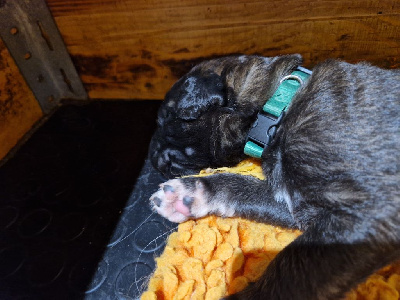Les chiots de Leonberger