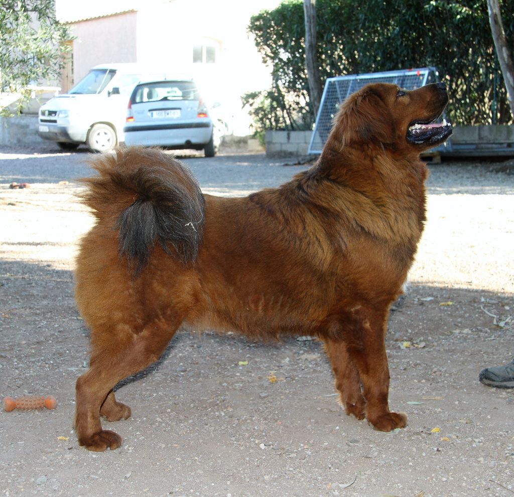 CH. gvr Yankee