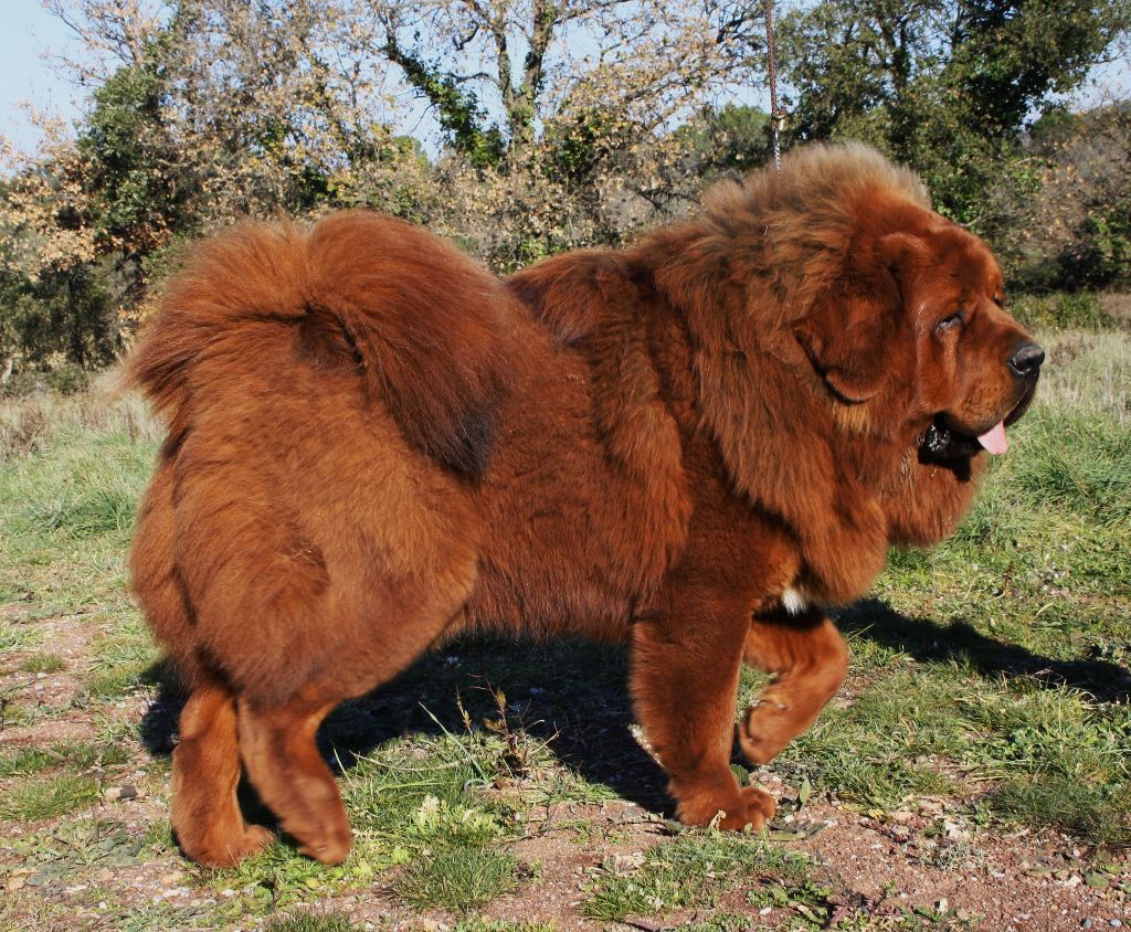 CH. nasledie tibeta Dagdan