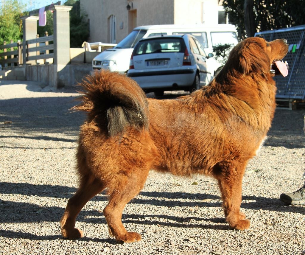 CH. gvr Yankee