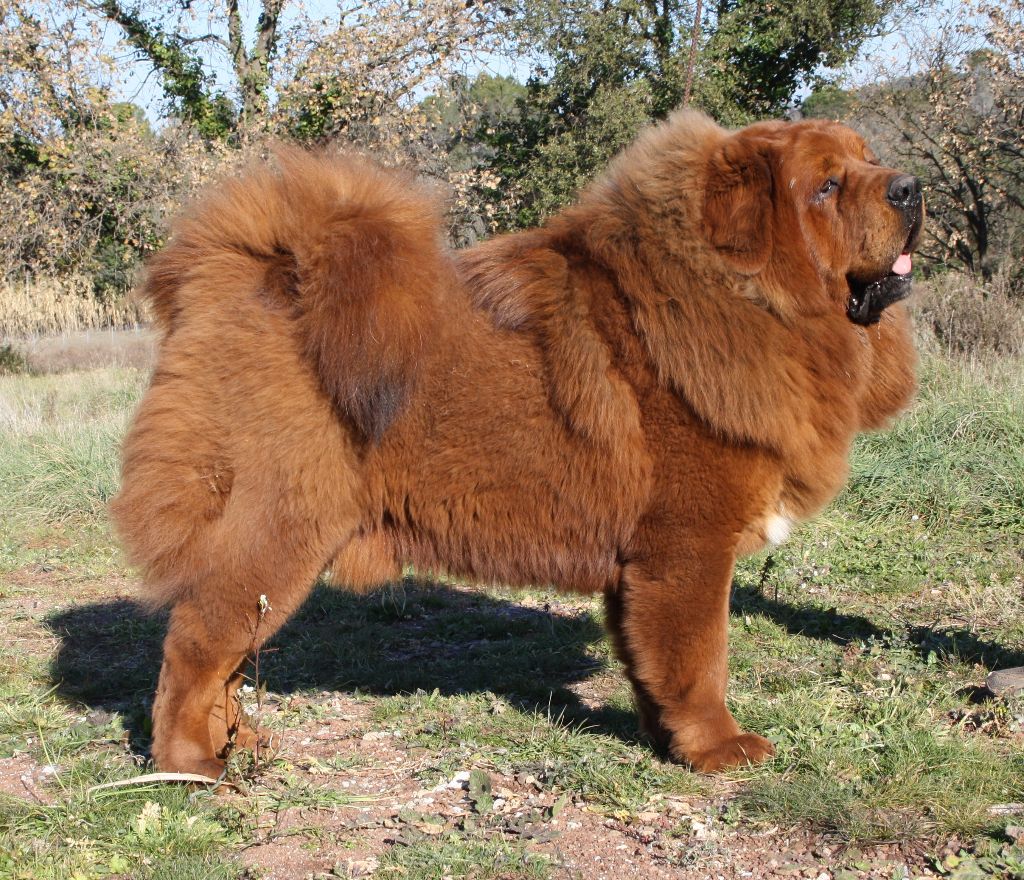 CH. nasledie tibeta Dagdan