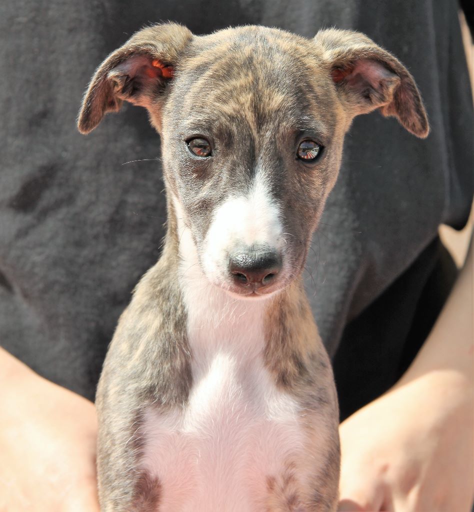 Chiot Whippet, Roxane Grif , femelle disponible en