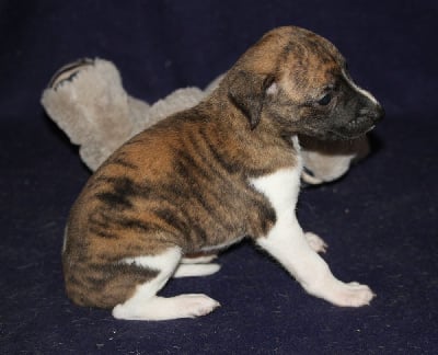 Les chiots de Whippet