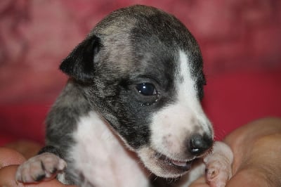 Les chiots de Whippet