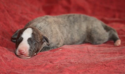 Les chiots de Whippet