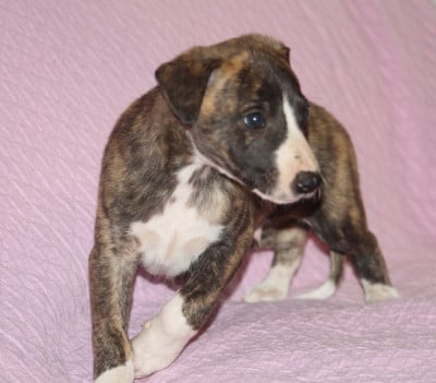 Les chiots de Whippet