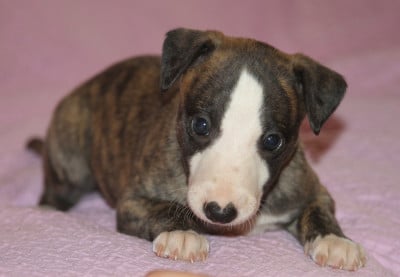Les chiots de Whippet