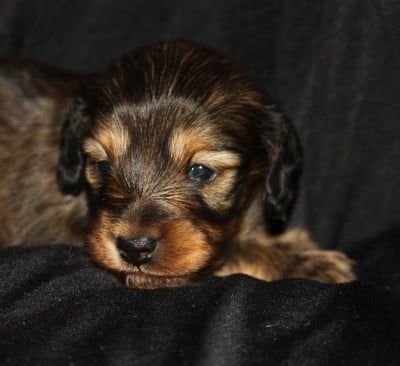 Les chiots de Teckel poil long