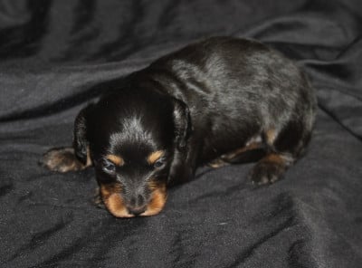 Les chiots de Teckel poil long