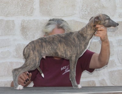 Les chiots de Whippet