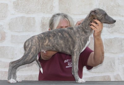 Les chiots de Whippet