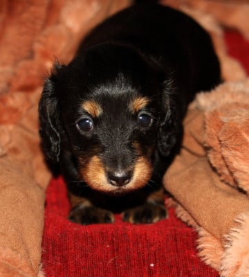 Les chiots de Teckel poil long