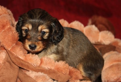 Les chiots de Teckel poil long