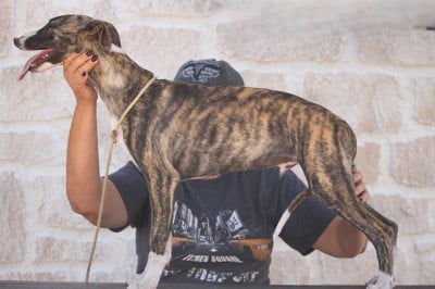 Les chiots de Whippet