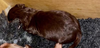 Les chiots de Teckel poil long