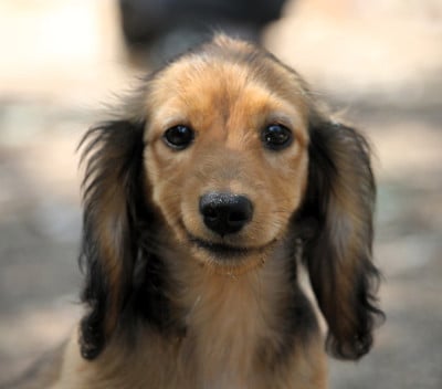 Les chiots de Teckel poil long